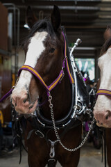 Obraz premium Horses