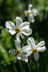 White spring flowers on nature background