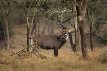 Naklejka na ściany i meble Waterbuck on the meadow. Antelopes in Lake Mburo National park. African safari.