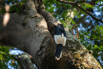 Black and white casqued hornbill in the rainforest. Hornbill near the nest. Ornithology in Uganda. African safar. 