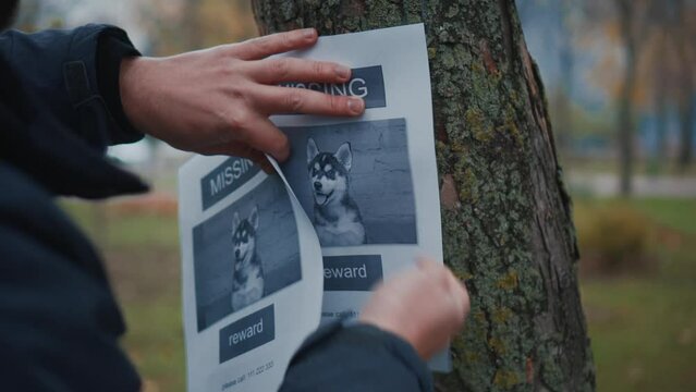 Man looking for a missing pet, posting posters on trees in the park. Missing dog banner. Male hangs up an advertisement for the search for dog. Lost puppy reward message poster. Home pet search.