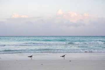 seagull on the beach