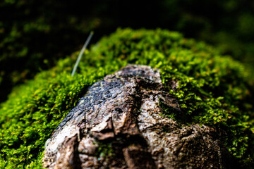 Naturaleza macro 3