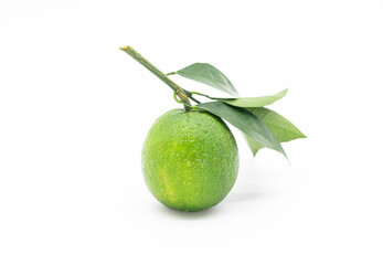 Green tangerines on a branch with leaves on white background.