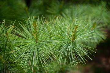 close up of pine needles