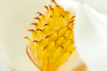 Fototapeta na wymiar Magnolia and pollination, Closeup to Fallen of pollination stamens . Flower images.