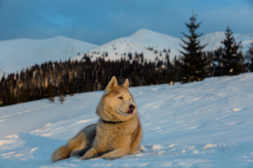 Close-up portrait of funny and happy Siberian Husky dog sitting in the forest on winter snowy day in the mountains