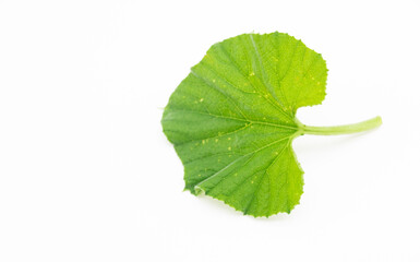 Fototapeta na wymiar Calabash leaves isolate on white background