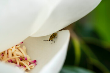 Magnolia and pollination, Closeup to Fallen of pollination stamens with ladybug. Flower images.