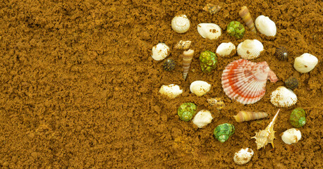 Seashells lies on brown sand , a wide banner, a natural background, a concept of a summer vacation