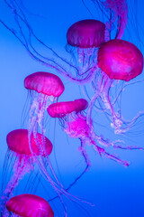 Pink jelly fish in the water © Yumiko