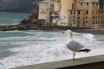 Sea gull in Camogli | Basilica di Santa Maria Assunta in the background