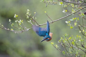 Kingfisher in flight
