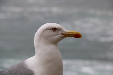 Sea gull in Camogli | At the esplanade