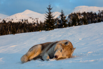 Close-up portrait of brown siberian husky dog lying on the snow in the mountains at sunset.