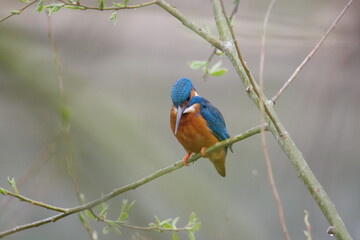 kingfisher on a branch