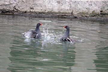 Moorhens fighting in water