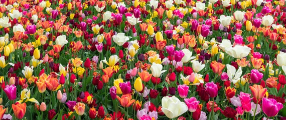 Gordijnen Flowerbed of colorful blooming tulips in a park in the Netherlands © Taljat