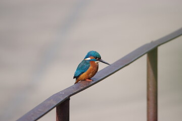 kingfisher on a handrail