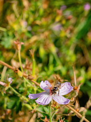 Close up shot of Crocus speciosus blossom and Cape honey bee