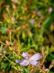 Close up shot of Crocus speciosus blossom