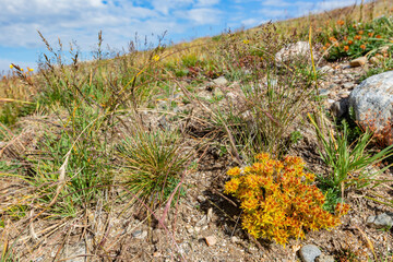 Yellow Stonecrop blossom along Alpine Ridge Trail at Rocky Mountain National Park