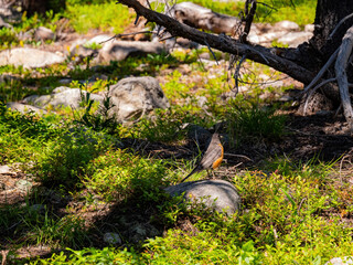 Cute American Robin standing on a rock