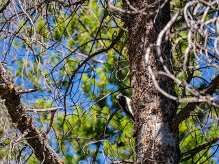 Close up shot of cute Hairy woodpecker