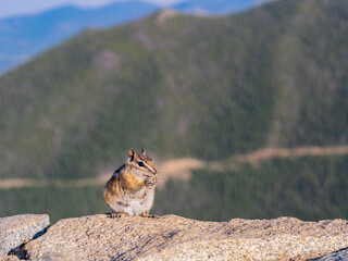 Close up shot of Cute squirrel eating bread