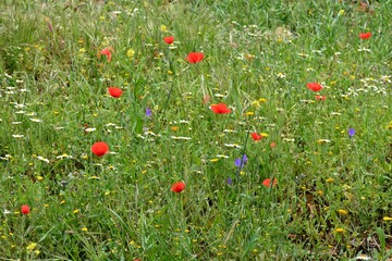 Flores silvestres entre la hierba en primavera