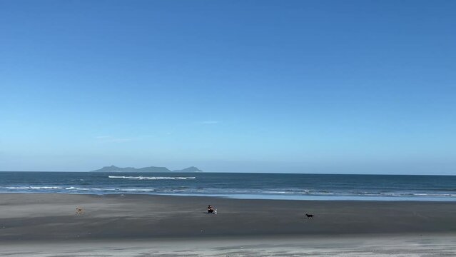 Hombre jugando con perros en playa playa punta chame, panam&aacute;.	

