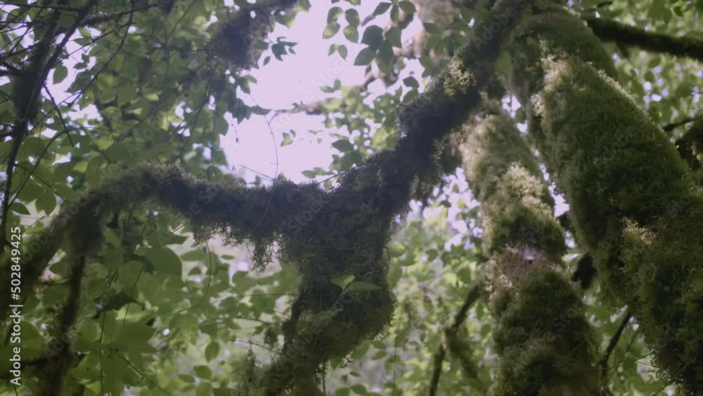 Poster tree bark with moss in the jungle. creative. moss grows in the green forest. a lichen grows on a bra