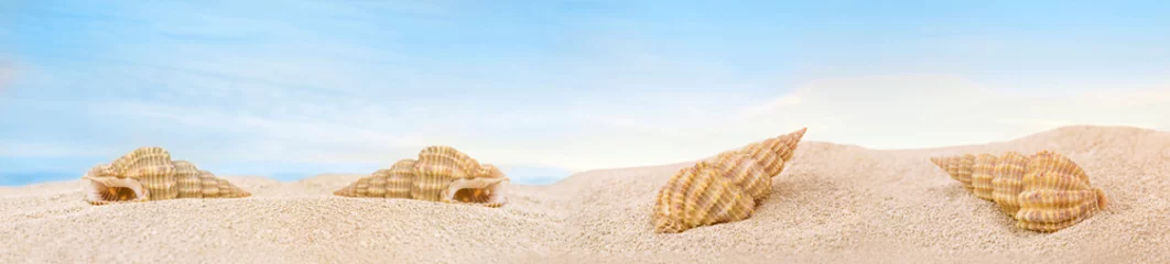 Set of seashells on the sandy beach © Albert Ziganshin