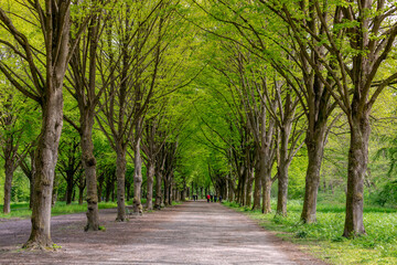 Fototapeta na wymiar Beautiful spring background with pathway through the wood, Young green leaves with blur people running exercise, Rows of big trees along the walkways, Amsterdamse Bos (Forest) Amsterdam, Netherlands.