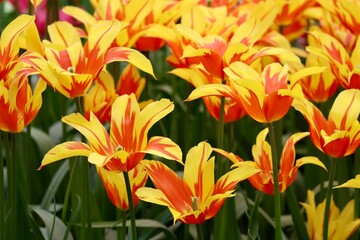 Obraz premium Star shaped red tulips with yellow in flower bed, close up
