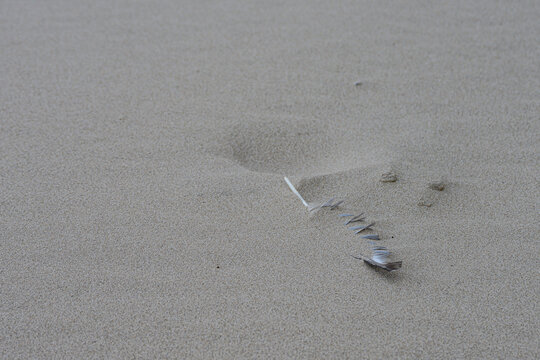 Möwenfeder im Sand 