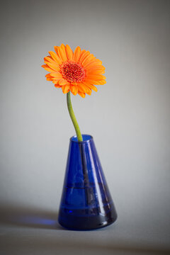 orange Blume in blauer Vase freigestellt