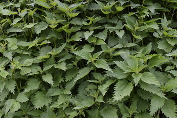 Nettle plant texture