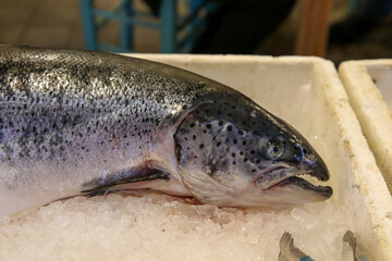 Fresh fish on ice for sale at the Central Municipal Market (called the Varvakeios), Athens, Greece