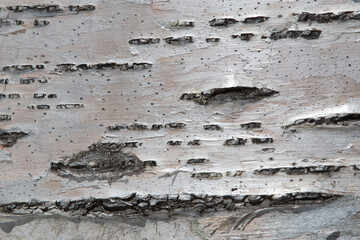 Close up shiny silver birch bark