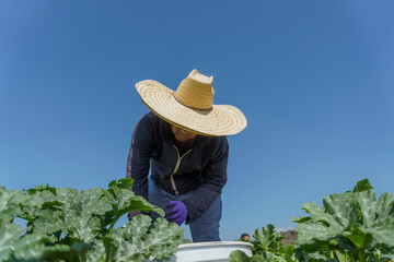 Mexican picking green courgettes on plantation