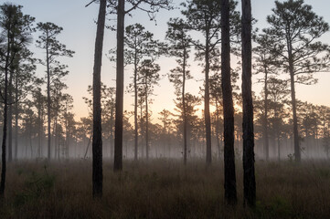 Fototapeta na wymiar Low Fog in the Longleaf Pine Savanna