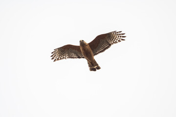 Red-Tailed Hawk in flight.