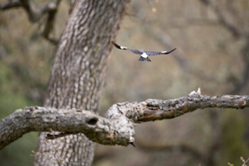 Bird in flight with wings expanded