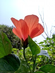 Orange colour hibiscus flowers blossom in garden  captured from downside