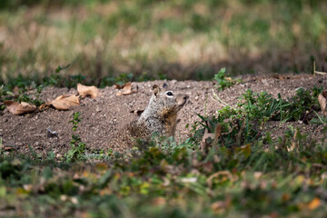 California ground squirrel in the grass