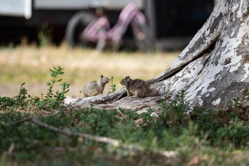 squirrel in the tree