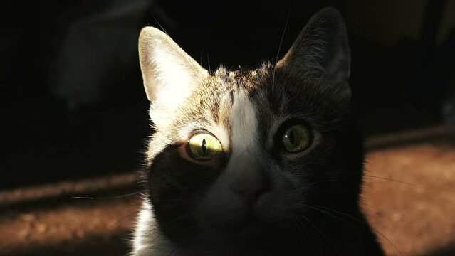 Cat in a dark room looks at the camera. Surprised cat with wide openeyes, close-up. A ray of sun falls on the cat's ear. Funny look of a cat, dilated pupils. Pets concept. Close-up. Slow-motion. 
