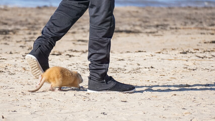 Beige nutria with long tail runs on the beach sand next to the feet of the owner