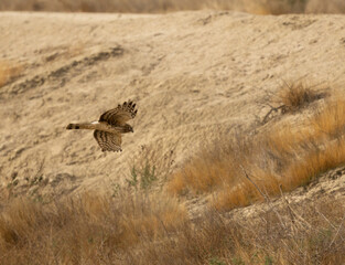 red tail hawk flying